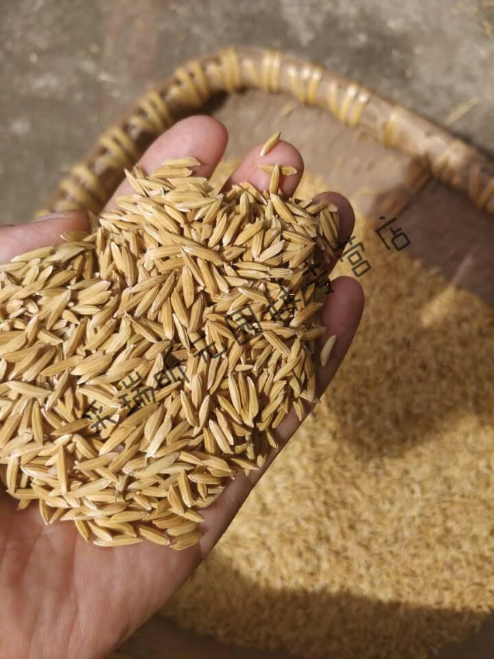 晨臻 新稻谷农家干晚稻谷带壳鲜生食用稻子人吃大米新米酿酒原料 带壳