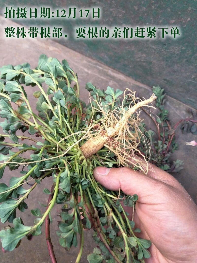 今年新货整株全草干鲜品猫眼草泽漆五朵云翠绿马虎眼暴晒 二斤现挖