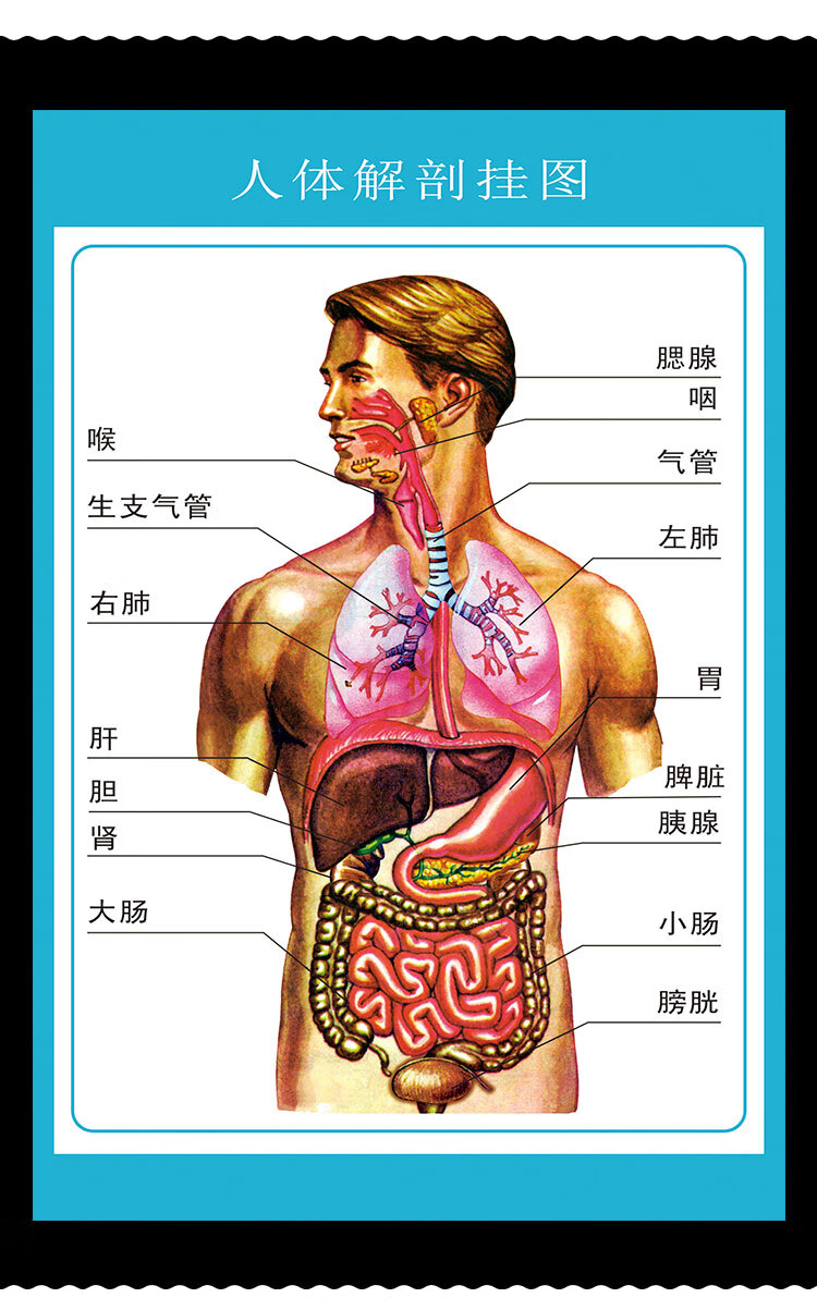 人体器官名字图片