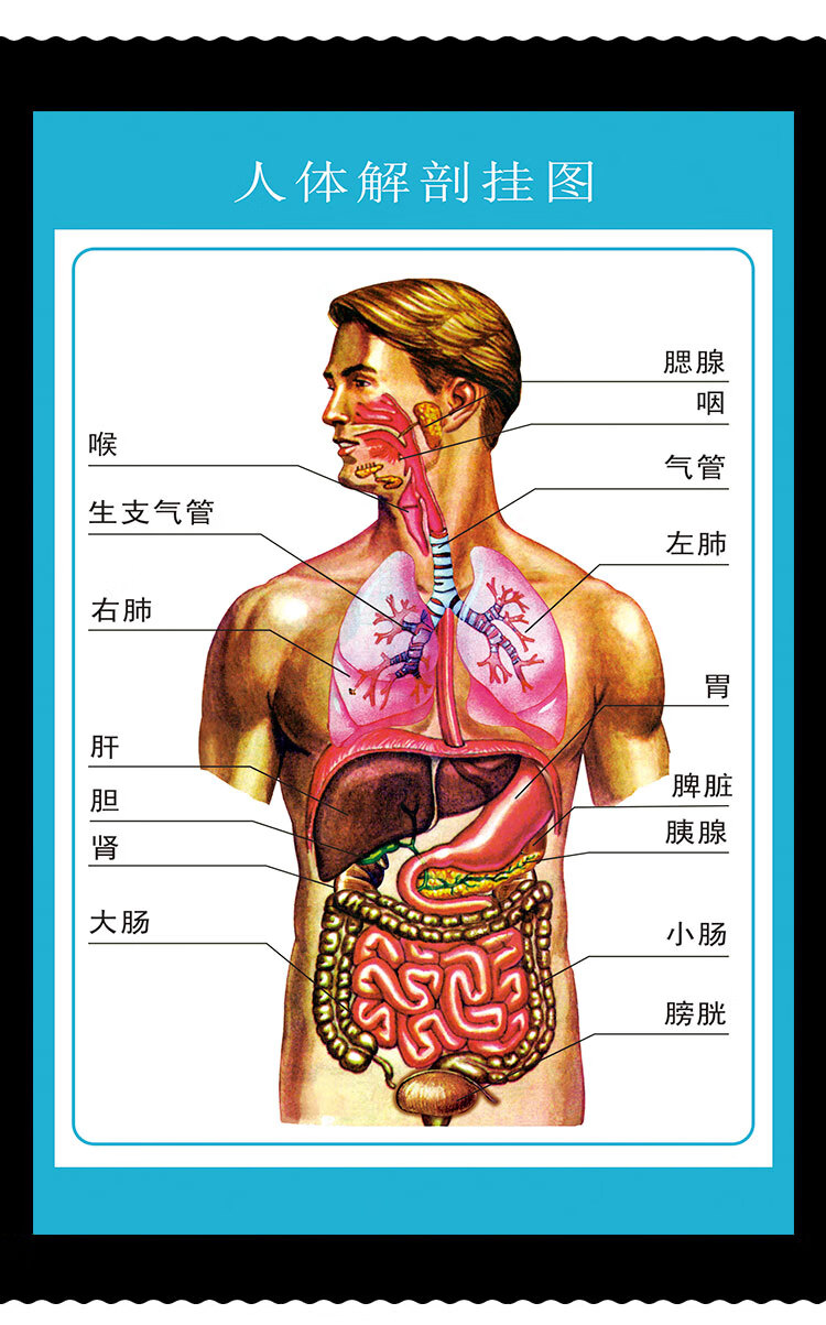 人体腹部器官图示图片