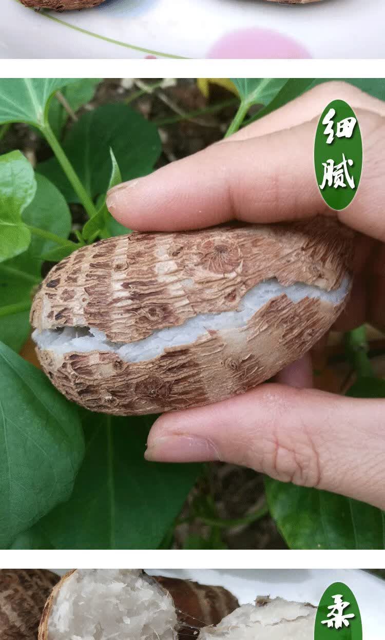 广西荔浦粉糯香芋新鲜现挖红芽小芋头芋仔山芋魔芋蔬菜5斤 3斤