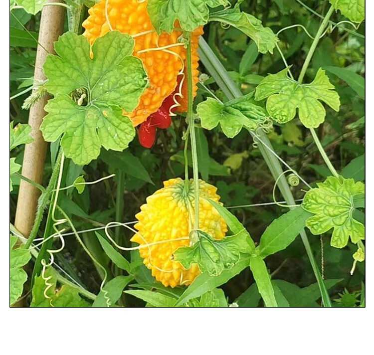 赖葡萄苦瓜种苗秧金铃子小癞瓜阳台盆栽水果赖瓜四季蔬菜种籽孑苗 小