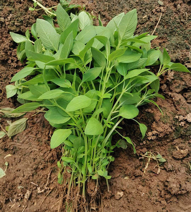 河南新鲜荆芥菜500克大叶荆芥茎芥菜新鲜荆芥苗调味菜现摘现发包 新鲜