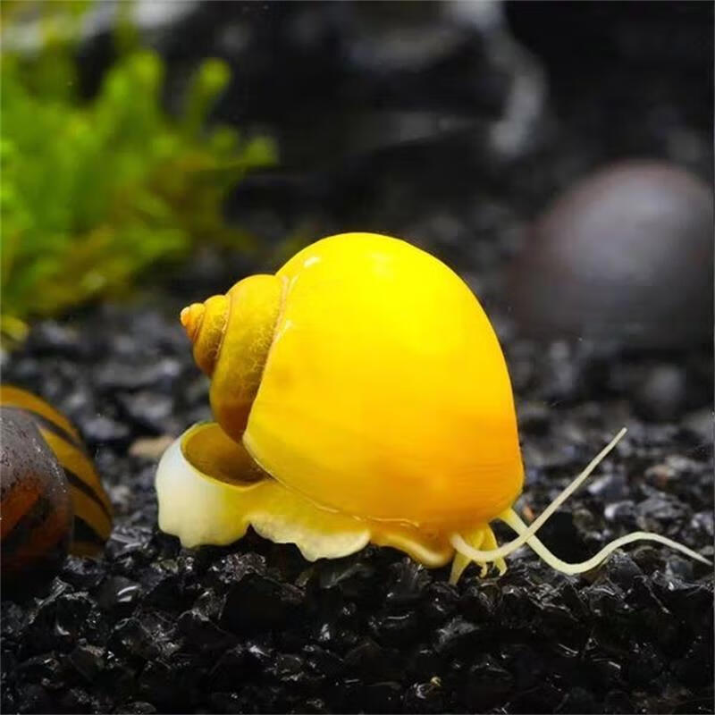 宠以沫(chong yimo)黄金螺淡水宠物观赏裸除藻工具螺清理鱼缸壁面苹果