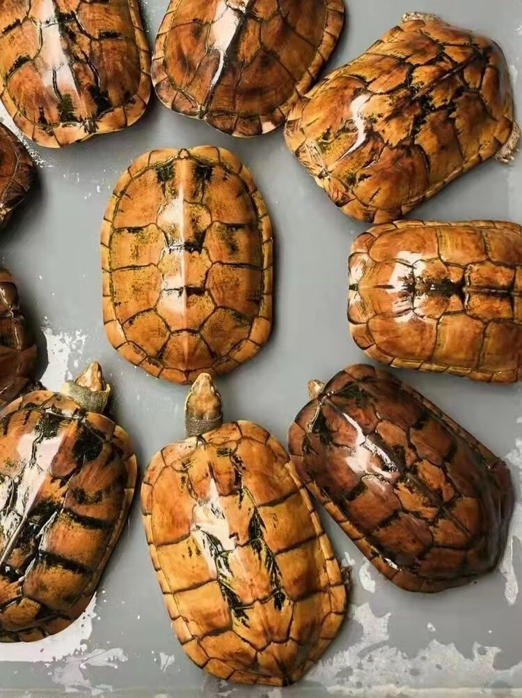 cmcm金钱幼龟活体纯种中华一对苏北金线龟南石金钱宠物龟活物 5-6厘米