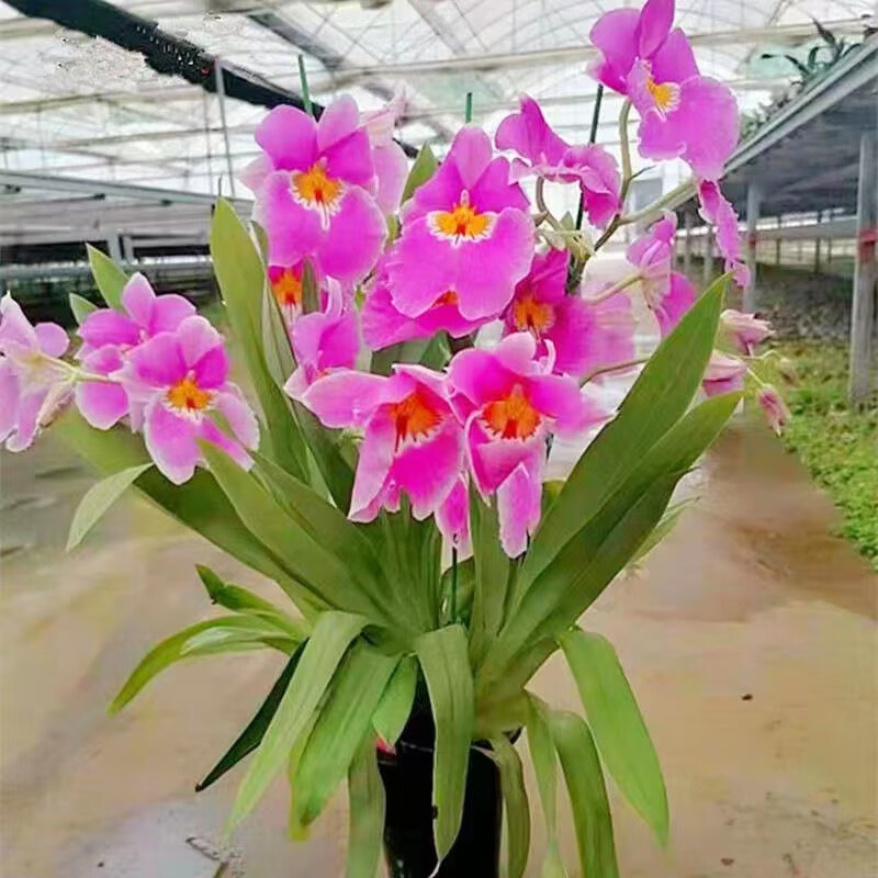 特大颗 中国红 文心兰 冬带花苞 开花特香 卡特兰 室内盆栽兰花 粉红