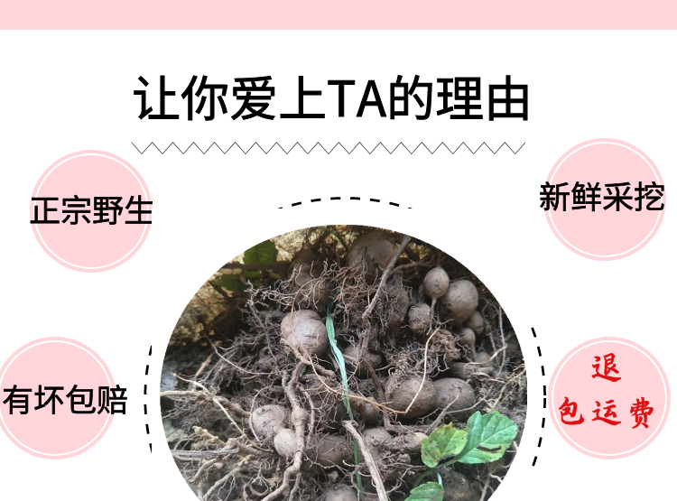 三叶青新鲜中药丝线吊金钟石抱子金线吊葫芦石老鼠草药三叶对