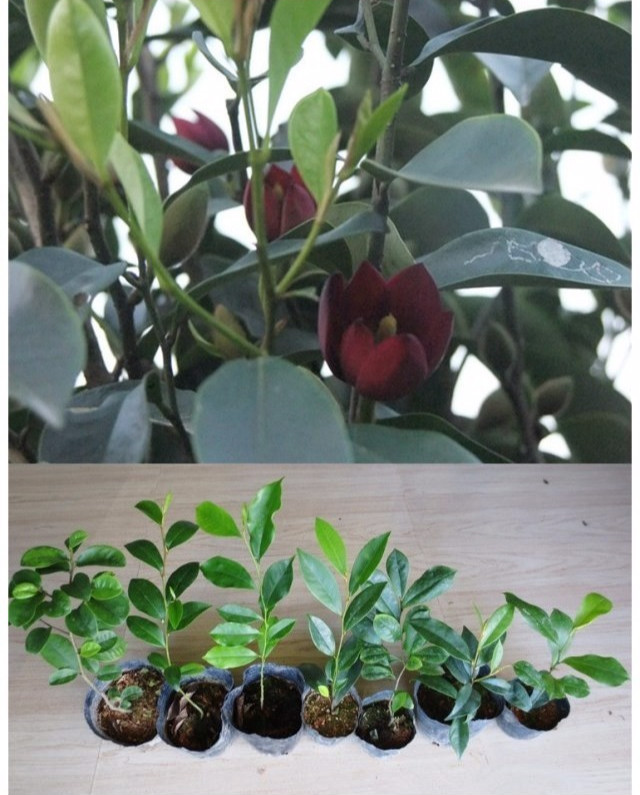 含笑花 含笑花盆栽盆景绿植花卉芳香植物含笑花苗黄花紫红花含笑树苗z