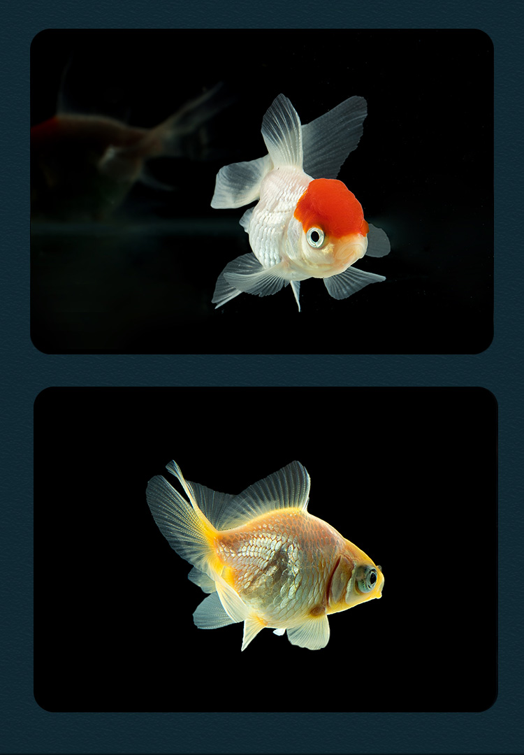 金鱼活鱼观赏鱼冷水鱼苗兰寿珍珠蝶尾小型好养耐活锦鲤淡水鱼包活银色