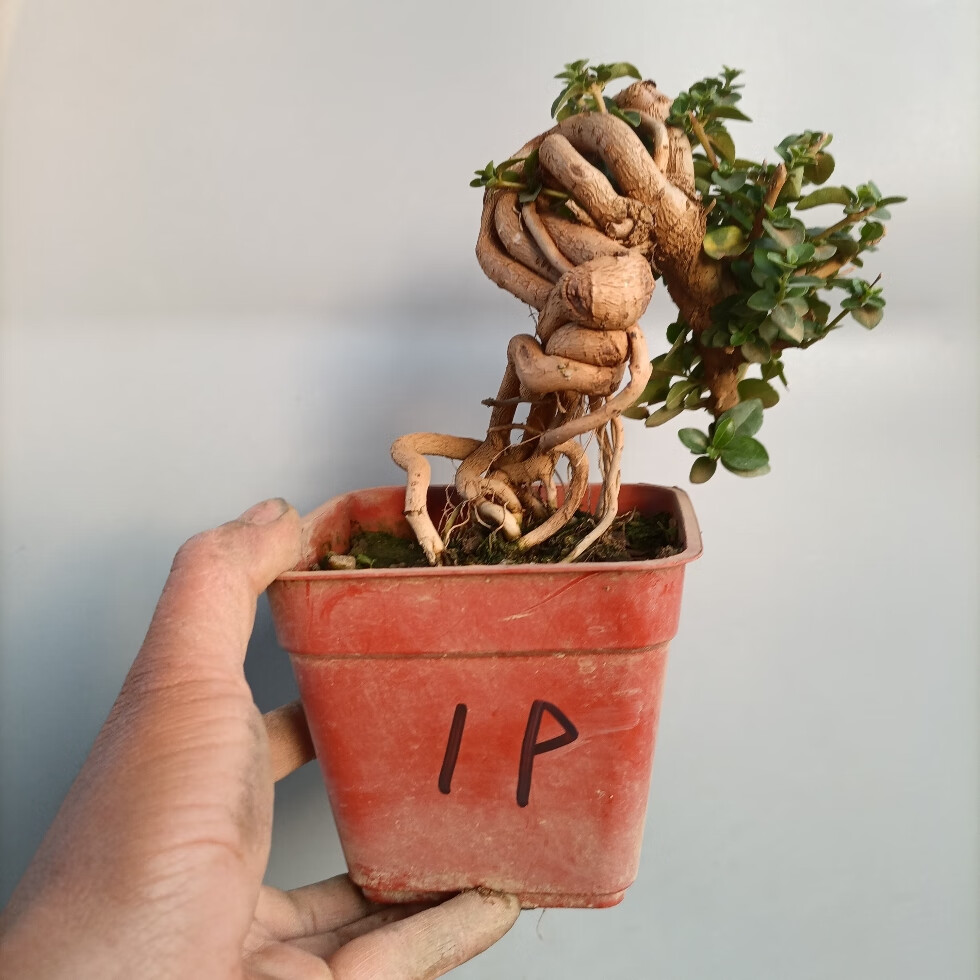 可狄 寿娘子微型盆景怪异根艺窗台庭院常绿植场地直销 1 带盆栽好