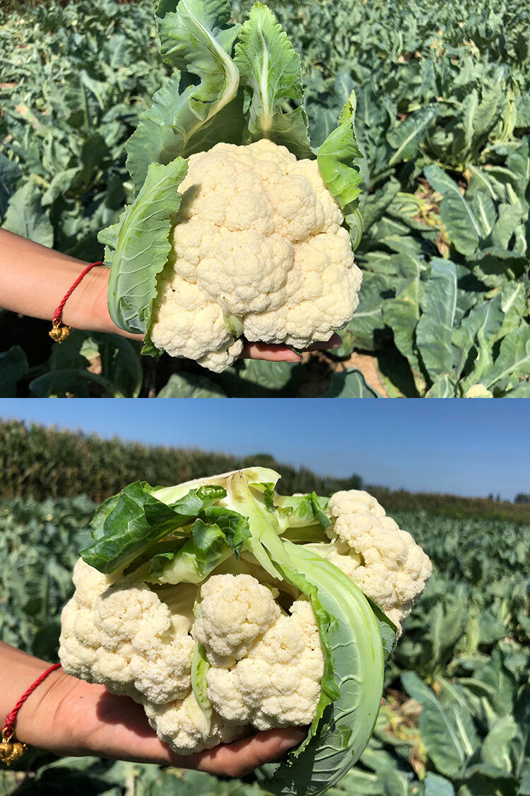 花菜新鲜 5斤农家现摘传统白花菜老品种花椰菜时令蔬菜清脆感菜花