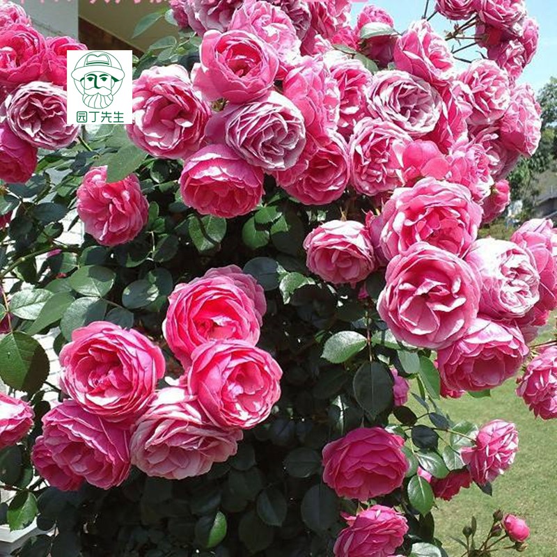 欧月切花阳台 伊芙系列 伊芙新娘 灌木月季花 多季开花 伊芙新娘(大株