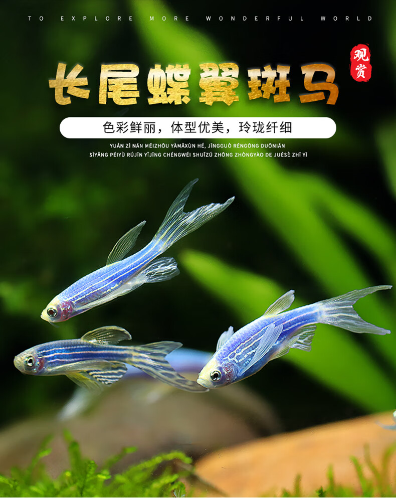 死亡包賠 小型熱帶觀賞魚稀有活體長尾蝶翼斑馬魚燈科魚熒光斑馬魚