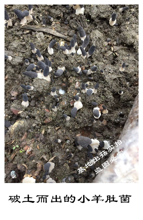 羊肚菌菌种蘑菇菌种菇种羊肚菌菌种种子栽培种菌包电子版技术视频家庭