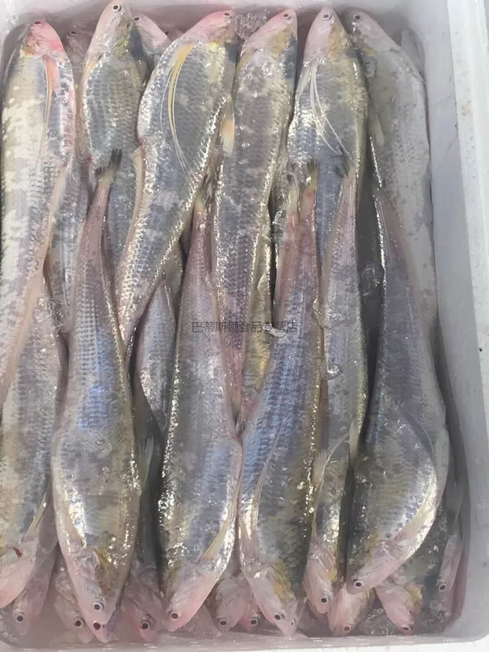 纯新鲜刀鱼 凤尾鱼新鲜肉肥 速冻发货 每斤6-7条1000克【图片 价格