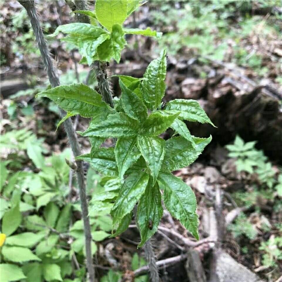 东北特产刺五加叶新鲜山野菜不是腌制的水焯速冻无水净重御华伊梵麦3