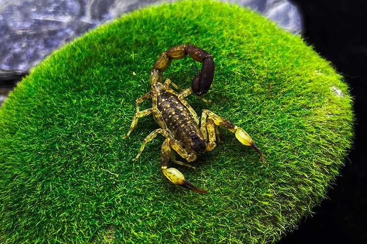 海南双针蝎 5厘米左右成体新手宠物蝎子活体雨林蝎国产经典套装 朴彩