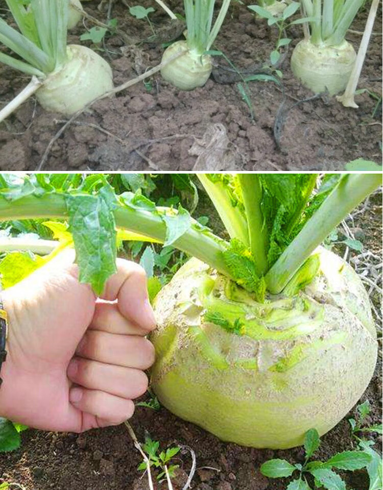 光头芥菜种子 特大辣疙瘩种籽 芥菜种籽 辣菜秋季蔬菜种子 光头芥菜