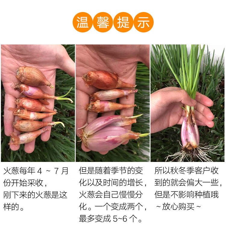 山东四季小香葱种子小葱种籽分葱火葱苗头阳台盆栽家庭四季播高产 小