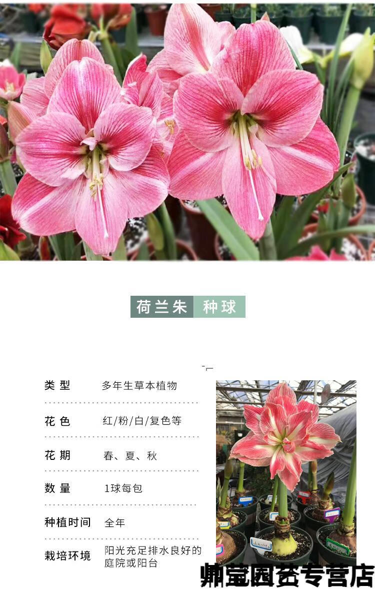 不同花色朱顶红花语图片