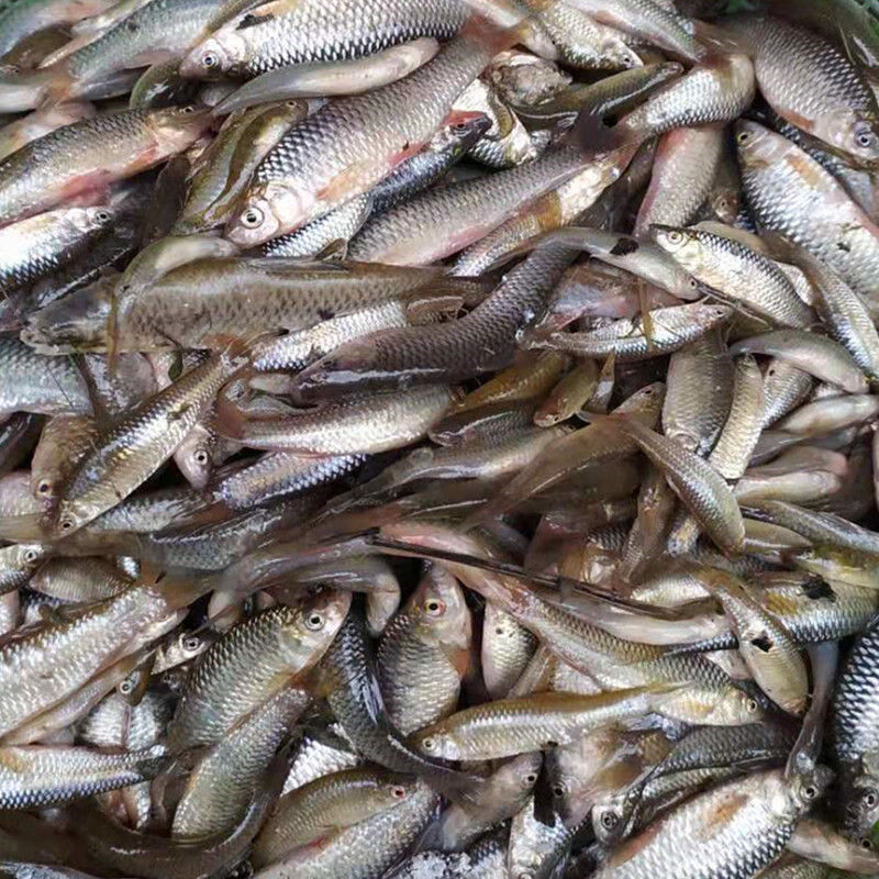 新鲜 小河鱼小石鱼绿豆嫩子鱼麦穗鱼杂鱼1/2/3/4/5斤 大号约1根手指长