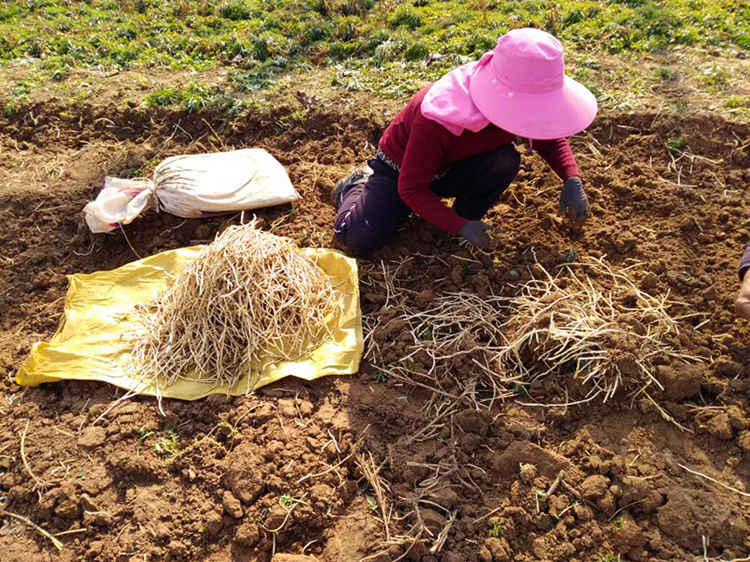 农家特产新鲜藜蒿根泥蒿根芦蒿根新鲜时苓蔬菜3斤一份现挖现发团建