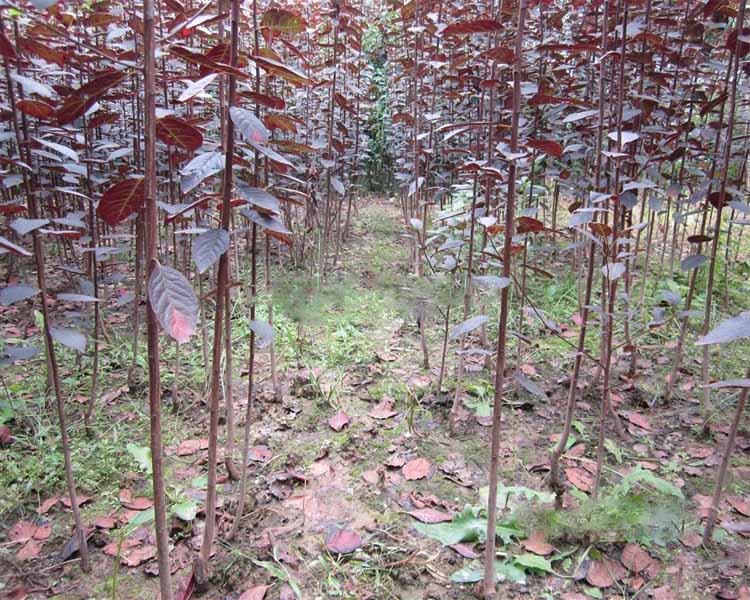 红紫叶李树苗庭院别墅绿化彩色花卉 速生紫叶李苗红叶李树苗 紫叶李