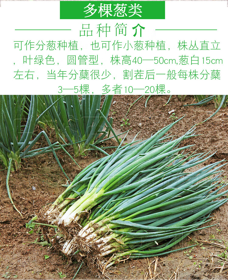 四季小香葱种籽阳台盆栽分葱蔬菜种孑子春季播易种红葱头庭院青菜双港四季葱10克原装 图片价格品牌报价 京东