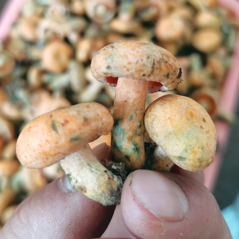 贝娇芬 顺丰 云南野生谷熟菌枞树菌现货新鲜重阳菌雁来蕈特级云南特产