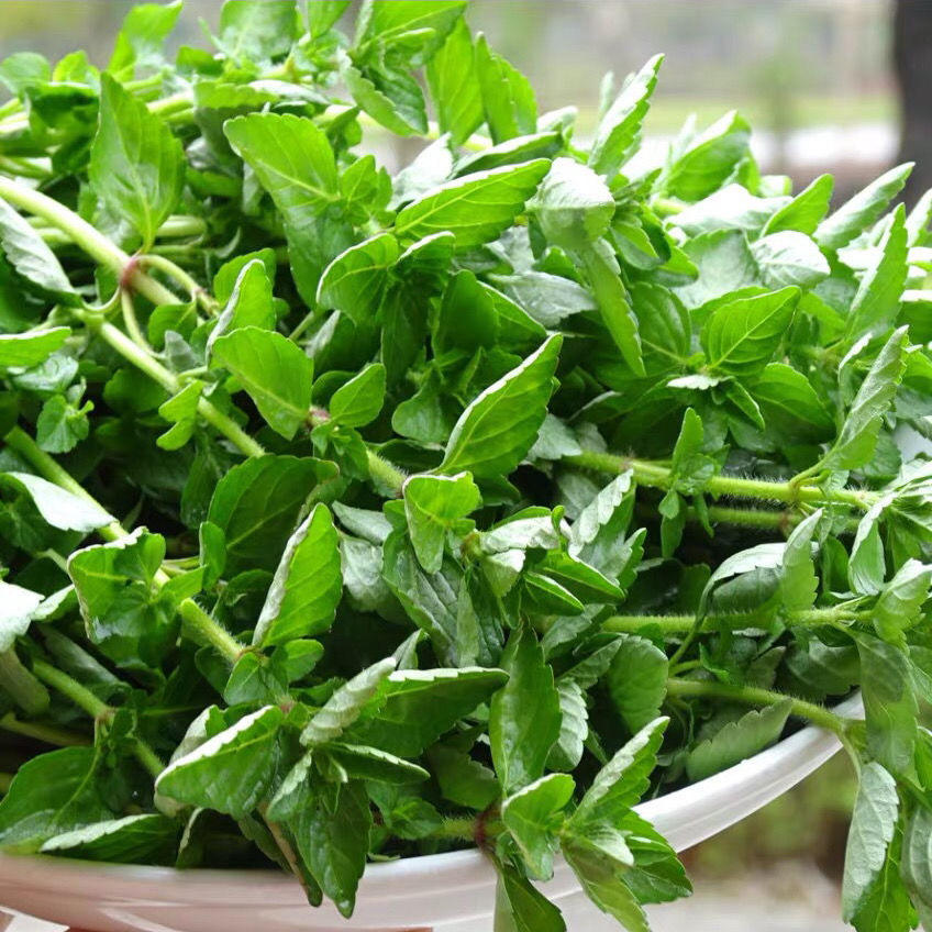 云南德宏野菜傣族调料新鲜蔬菜正宗香嫩水薄荷水香菜泡沫箱500克