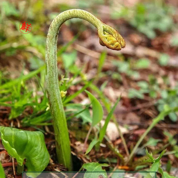 现货新鲜现摘蕨菜拳头菜山当季蔬菜甜蕨蕨菜5斤新鲜现摘