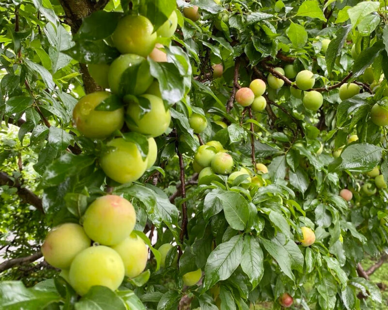 钱排三月李珍珠李三华李酸脆爽口当季青李子新鲜现摘孕妇水果精选一级