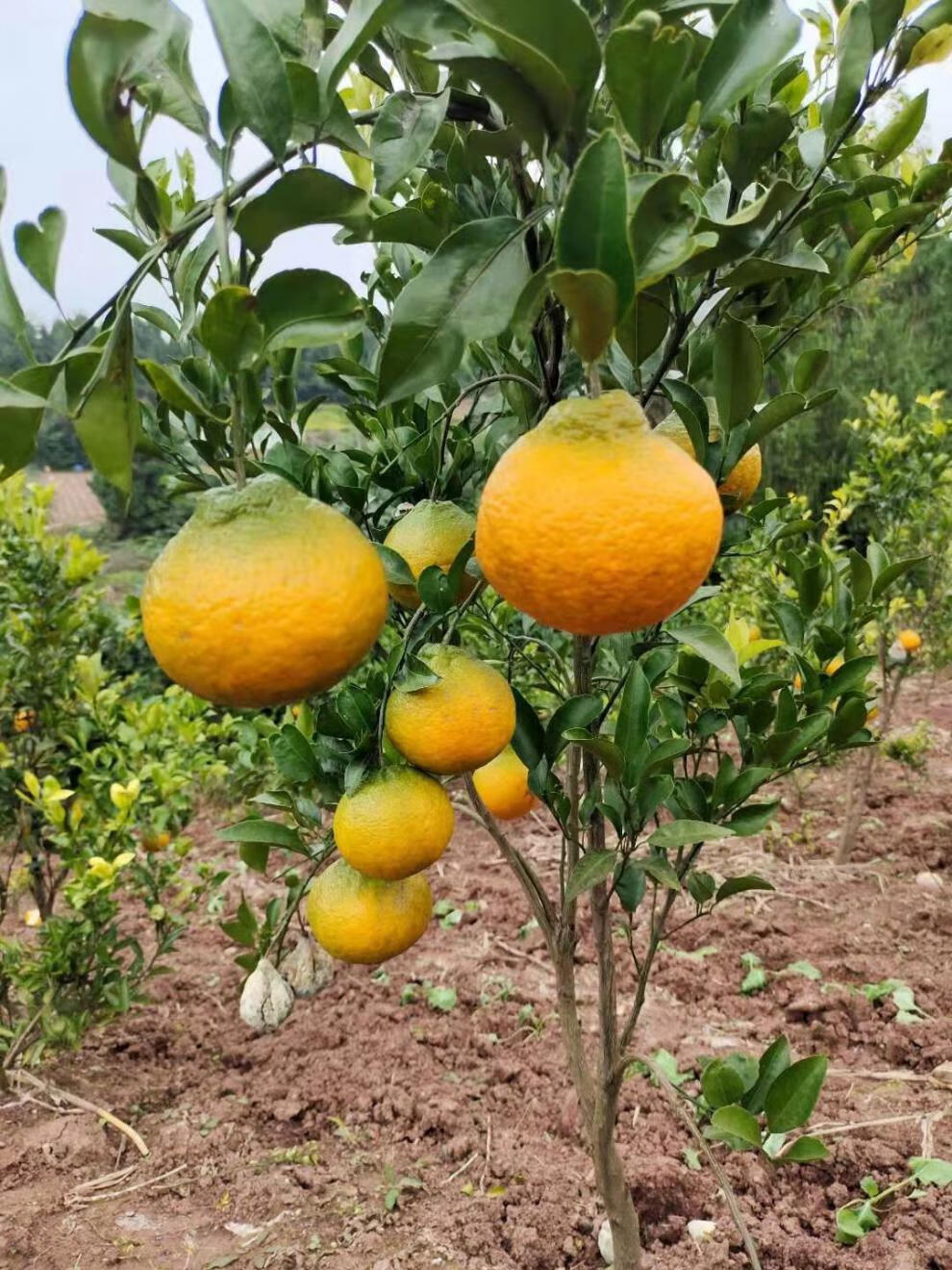 耙耙柑四川正宗愛媛38號果凍橙南北方種植紅美人盆栽柑桔橘果樹苗藍