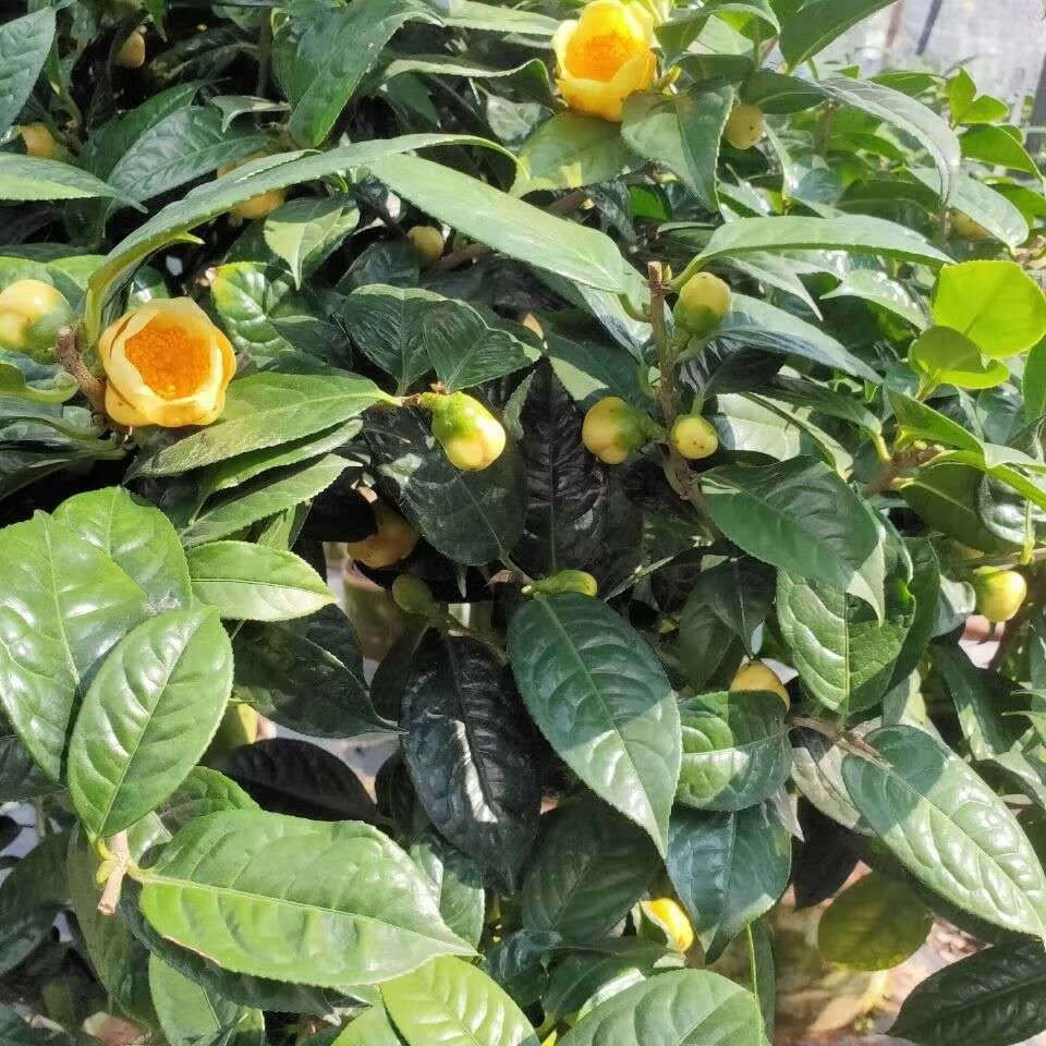 香昔庄园国宝大熊猫金花茶树苗防城金花茶盆栽原生金花茶苗庭院室内