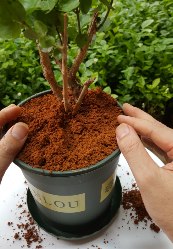 茉莉花专用红土天然泥土茶花弱酸性种植兰花栀子花盆栽种菜茶花专用5
