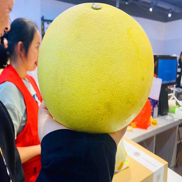 现货圣甲虫香妃柚原箱约1012斤4个装甜脆白肉黄皮柚子非以色列青柚