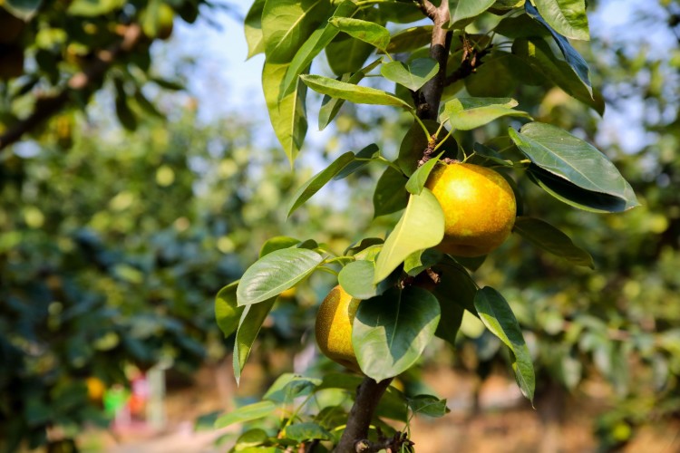 春耕牛脆甜苏州树山翠冠梨 树山梨 脆冠梨 梨子 新鲜水果 10斤【图片