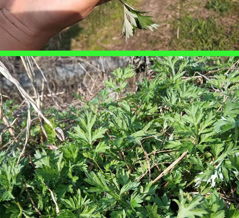 新鮮艾葉蒿草蒿子艾蒿餈粑艾粄艾草食用清明草青團粑粑13斤2斤艾草