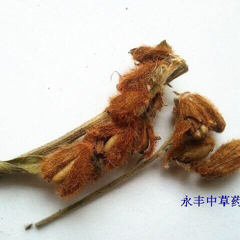 农吉利的草药图片查看图片