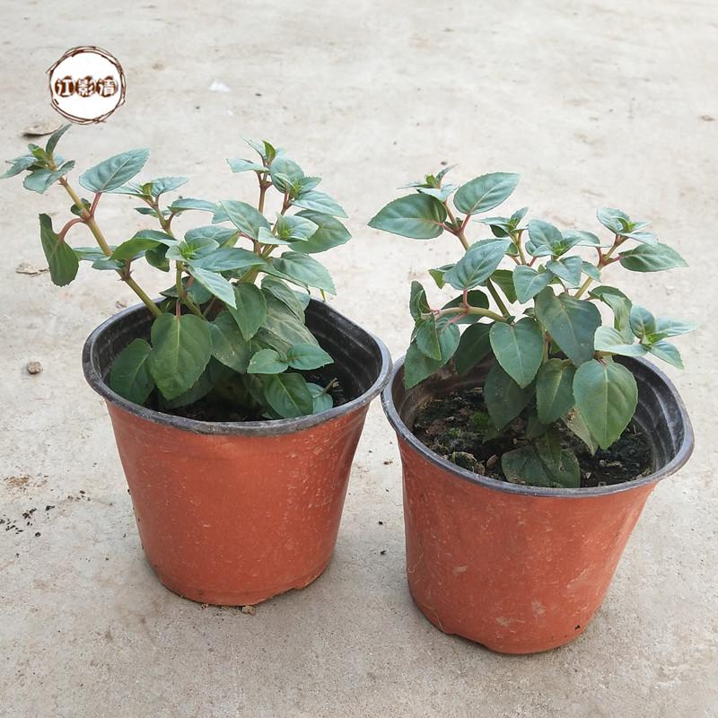 江影清倒挂金钟幼苗 倒挂金钟盆栽 倒挂金钟苗室内绿植 灯笼花盆栽