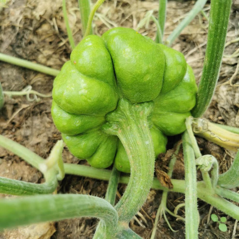 云南农家自种新鲜蔬菜姜柄瓜新鲜小瓜小面瓜迷你南瓜现摘3斤标准装