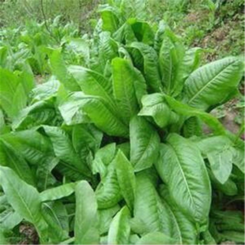 鲁梅克斯种子俄罗斯饲料菜 多年生四季牧草鸡鸭鹅 半斤