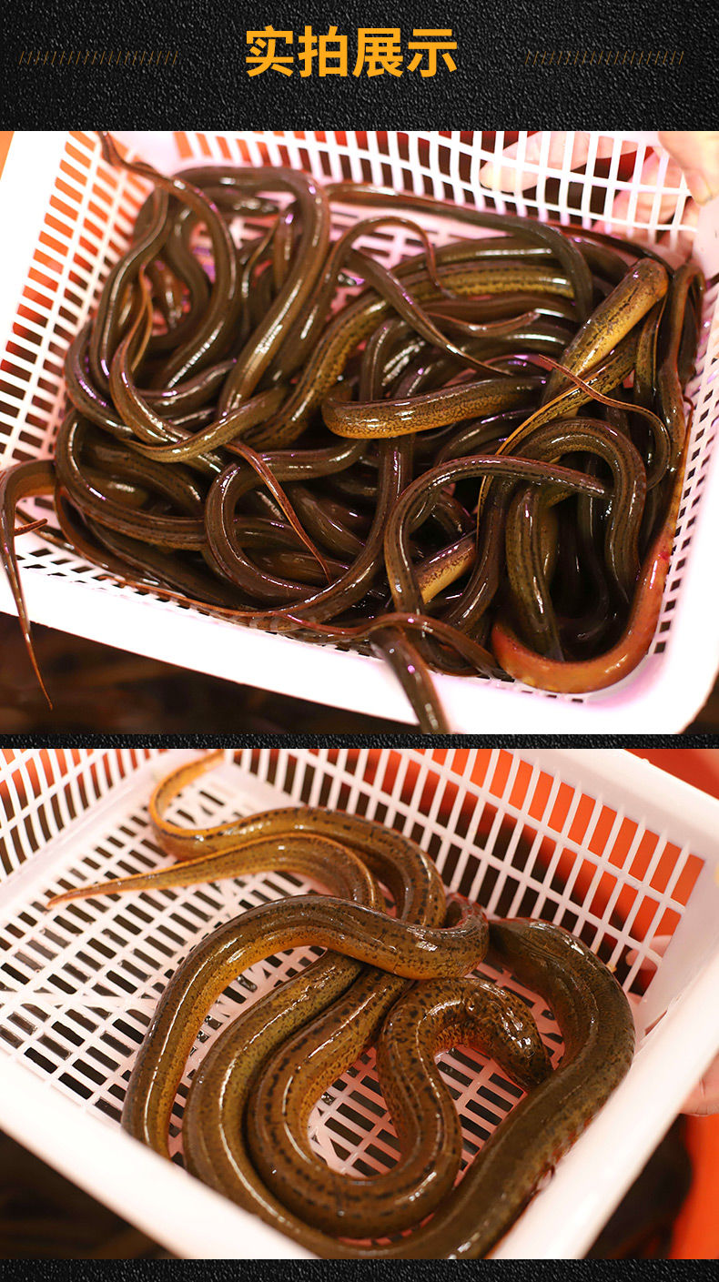 捕捞正宗黄鳝鱼长鱼黄鳝血炖汤鳝鱼鲜活现捕 2斤