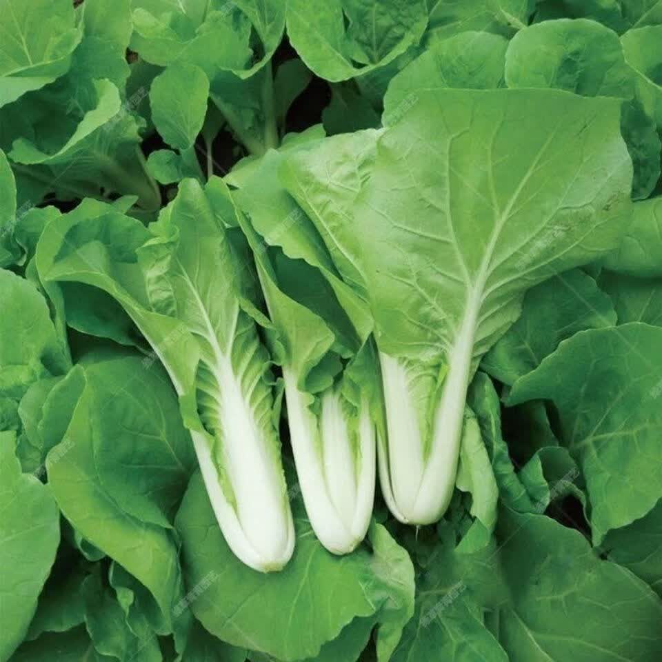 山东 新鲜蔬菜沙拉菜 叶菜类小青菜四季快菜小白菜 店长4斤【图片