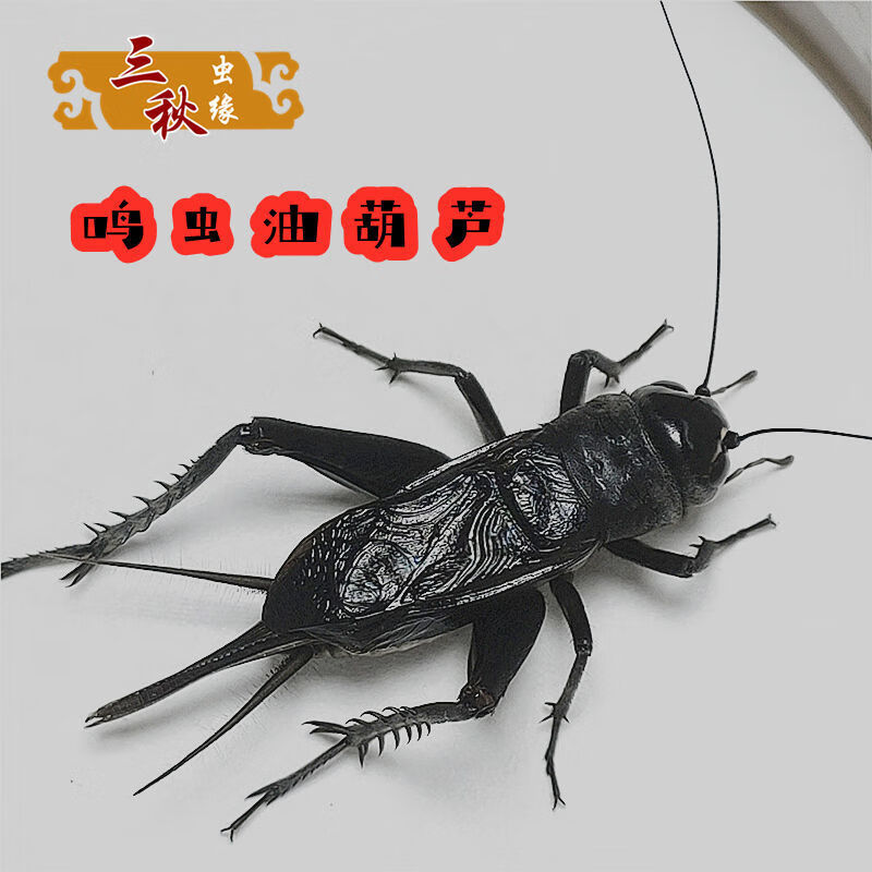 预售蟋蟀活物用具鸣虫蛐蛐饲料斗蟋蟀活体叫罐斗虫黑虫缎子青油葫芦油