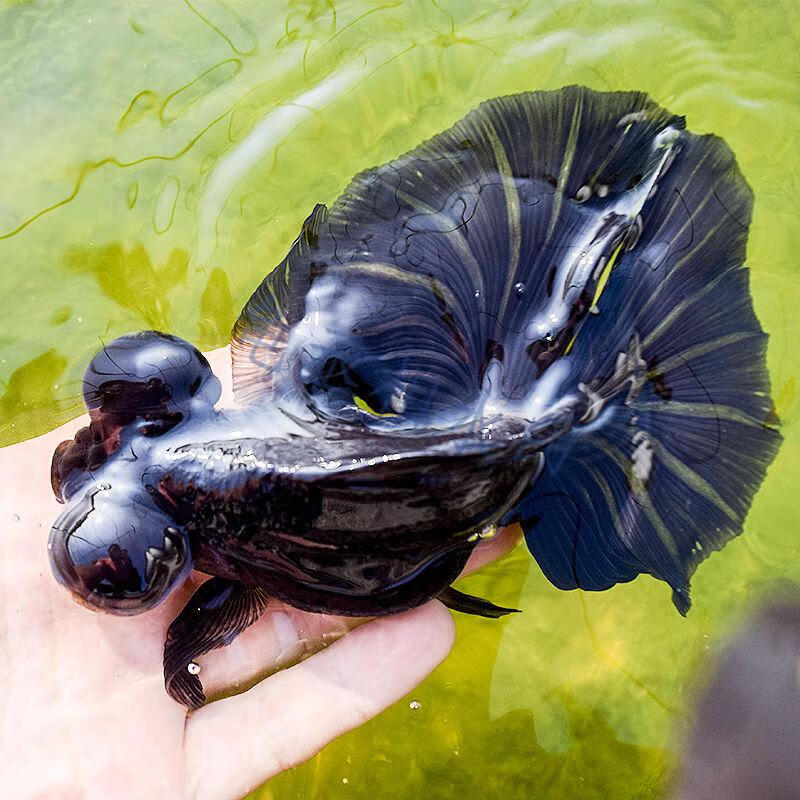 苗小型稀有金鱼水族观赏鱼宠物易养活小金鱼活鱼一条810厘米黑蝶尾