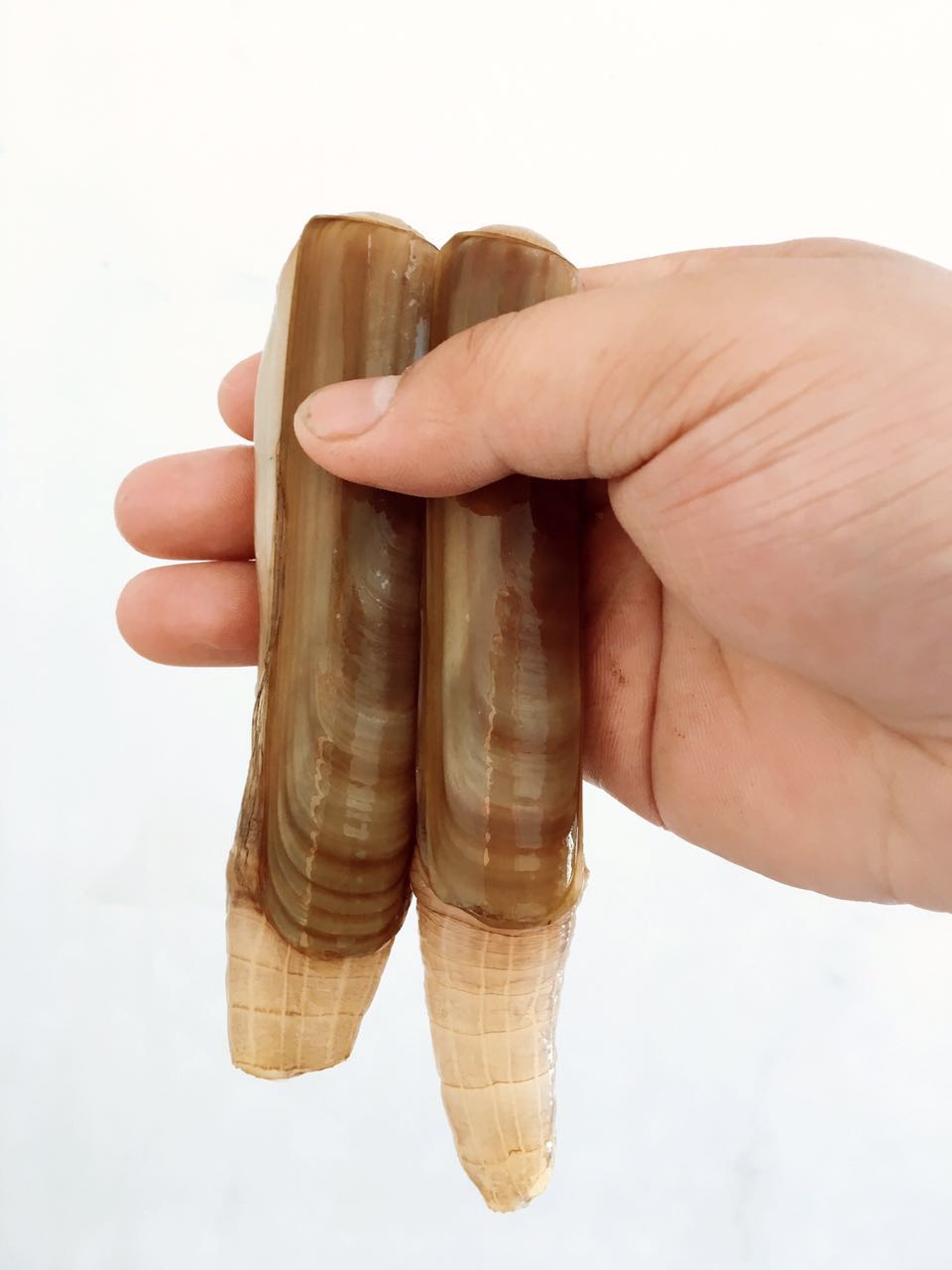 鲜木顺丰蛏王竹节蛏13斤手指蛏大蛏子蛏子王1斤810个竹节蛏海鲜鲜木3