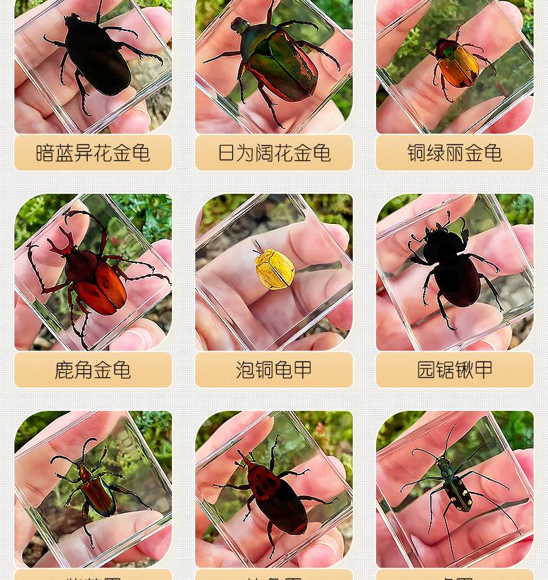 独角仙标本巨型独角仙天然昆虫琥珀树脂海洋透明标本正海星其他正方形
