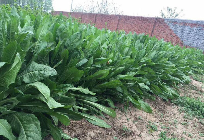 大叶菊苣种子 多年生牧草 包衣进口草籽极耐寒高蛋白高产肥猪菜 高产