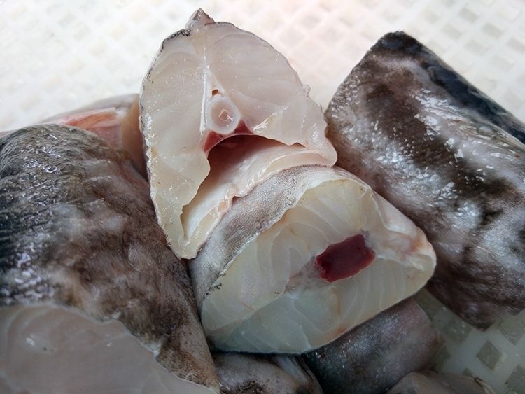 静境 海鳗鱼鲜活整条白鳝白鳗鳗鱼 新鲜鳗鱼2斤/条【2斤装】